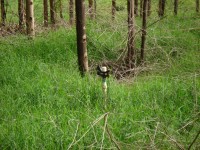 Fertirrigação com efluente industrial